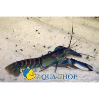 Рак-херакс папуасский голубой  Cherax papuanus