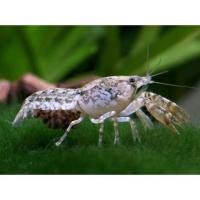 Рак карликовый разукрашенный  Cambarellus texanus