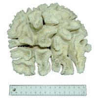 Коралл Открытый мозг