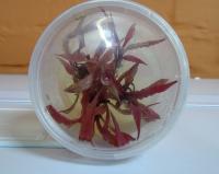 Криптокорина белеющая красная меристемная  Cryptocoryne albida Red