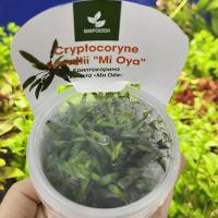 Криптокорина Вендта Ми Ойя меристемная  Cryptocoryne wendtii MI OYA