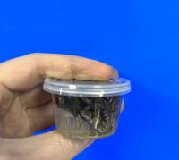 Криптокорина нури меристемная  Cryptocoryne nurii rosen
