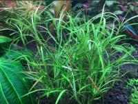 Юнкус ползучий меристемный  Juncus repens