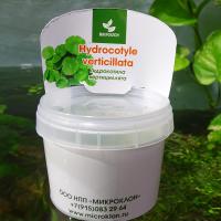 Щитолистник мутовчатый меристемный  Hydrocotyle verticillata