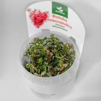 Ротала крупнотычинковая меристемная  Rotala macrandra