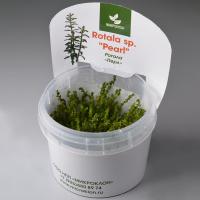 Ротала Жемчужная меристемная  Rotala sp. Pearl