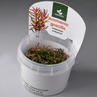 Аммания изящная меристемная  Ammannia gracilis [Ammannia diffusa Hiern (non Willdenow)]