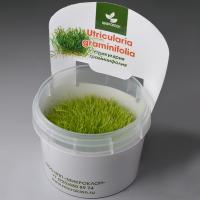 Пузырчатка траволистная меристемная  Utricularia graminifolia