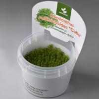Хемиантус каллитриxоидес Куба меристемный  Hemianthus callitrichoides Cuba