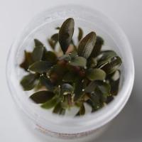 Буцефаландра Миниатюрная красная меристемная  Bucephalandra sp. Red Mini