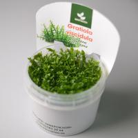 Гратиола Висцидула меристемная M