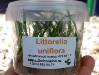 Литторелла унифлора меристемная  Littorella uniflora