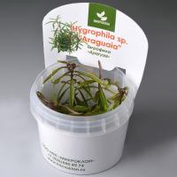 Гигрофила Арагуая меристемная  Hygrophila sp.