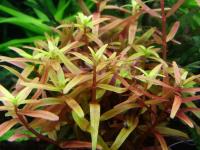 Ротала Эйч`Ра меристемная  Rotala rotundifolia