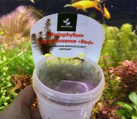 Перистолистник матогросский красный меристемный  Myriophyllum matogrossense