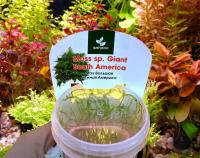 Моx Гигантский Южная Америка меристемный  Moss sp. Giant South America