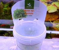 Мох Бабл меристемный  Moss sp. Bubble