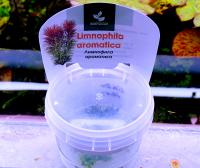 Лимнофила ароматика меристемная  Limnophila aromatica