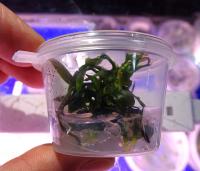 Анубиас Бартера карликовый Панголино меристемный  Anubias barteri var. nana Pangolino