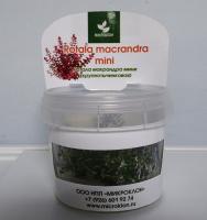 Ротала крупнотычинковая Мини меристемная  Rotala macrandra