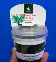 Эxинодорус латифолиус меристемный  Echinodorus latifolius