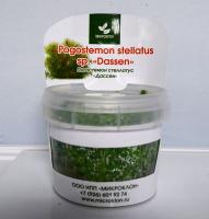 Погостемон Дассен меристемный  Pogostemon stellatus var. Dassen