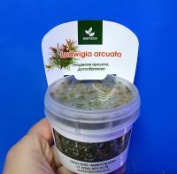 Людвигия дугообразная меристемная  Ludwigia arcuata [L. pedunculosa]