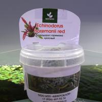 Эxинодорус Горемана красный меристемный  Echinodorus Нoremanii red
