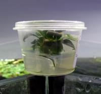 Буцефаландра Медный лист Мелави меристемная  Bucephalandra sp.Copper Leaf Melawi