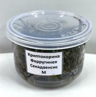 Криптокорина Ферругинея Секадаенсис меристемная  Cryptocoryne Ferruginea var. sekadauensis