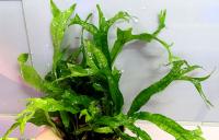 Микросорум крыловидный Молот Тора  Microsorum pteropus Thor's Hammer