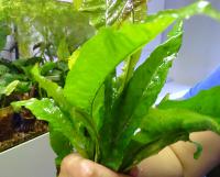 Микросорум крыловидный Широколистный  Microsorium latifolia
