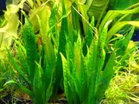 Микросорум крыловидный Чёрный лес  Microsorum pteropus Black Forest