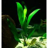 Анубиас Афцели  Anubias afzelii