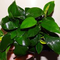 Анубиас Бартера на коряге  Anubias barteri