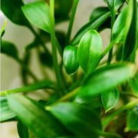 Хомаломена южная  Homalomena sp. sekadau south