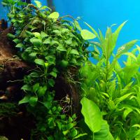 Анубиас Бартера и Микросорум крыловидный на коряге  Anubias  barteri & Microsorum pteropus