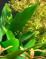 Хомаломена южная широкая MHomalomena sp. broad Sekadau South
