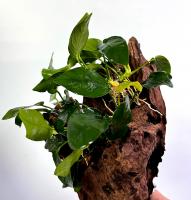 Анубиас Бартера карликовый  Anubias barteri var. nana