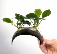 Анубиас Бартера карликовый на кокосе  Anubias barteri var. nana