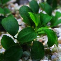 Анубиас Бартера Маленький в горшке  Anubias barteri “Petite”