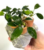 Анубиас Бартера карликовый Бонсай  Anubias barteri var. nana `Bonsai