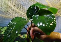 Анубиас Бартера Широколистный в горшке  Anubias barteri Broad leaf