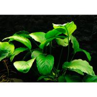 Анубиас Бартера Бартера в горшке  Anubias barteri var. barteri