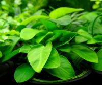 Анубиас бартери Нангив горшке  Anubias barteri Nangi