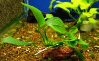 Анубиас Бартера карликовый Длинная волна  Anubias barteri var. nana