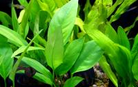 Анубиас Хастифолия в горшке  Anubias hastifolia