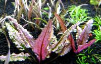Криптокорина Фламинго  Cryptocoryne sp. Flamingo