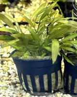 Криптокорина Аксельрода в горшке  Cryptocoryne axelrodi