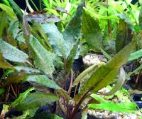 Криптокорина Фламинго Брауни в горшке  Cryptocoryne sp. Flamingo Browni